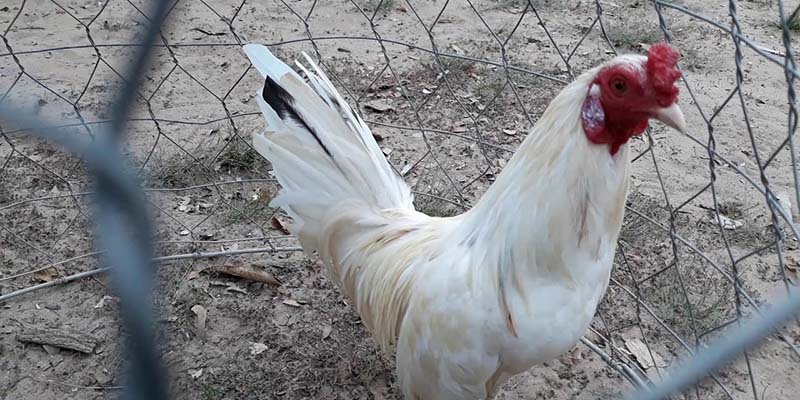 Gà Bướm Là Gì? Dòng Chiến Kê Này Có Mệnh Gì? 4 Những điều cần thiết để chuẩn bị chuồng trại khi nuôi gà bướm