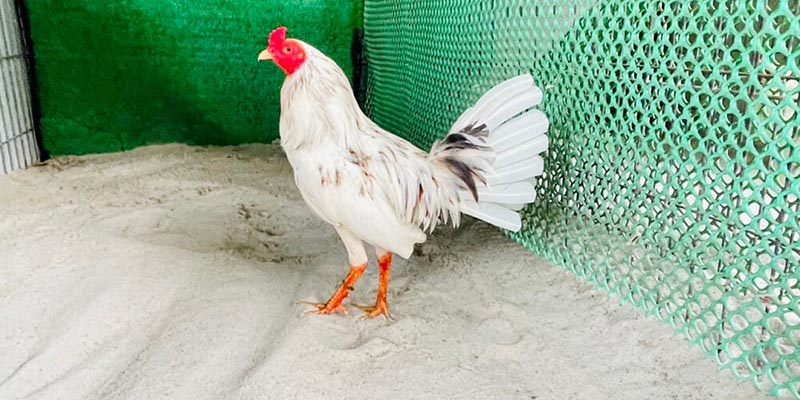 Gà Bướm Là Gì? Dòng Chiến Kê Này Có Mệnh Gì? 5 Phương pháp huấn luyện gà bướm để trở thành chiến kê hoàn hảo nhất