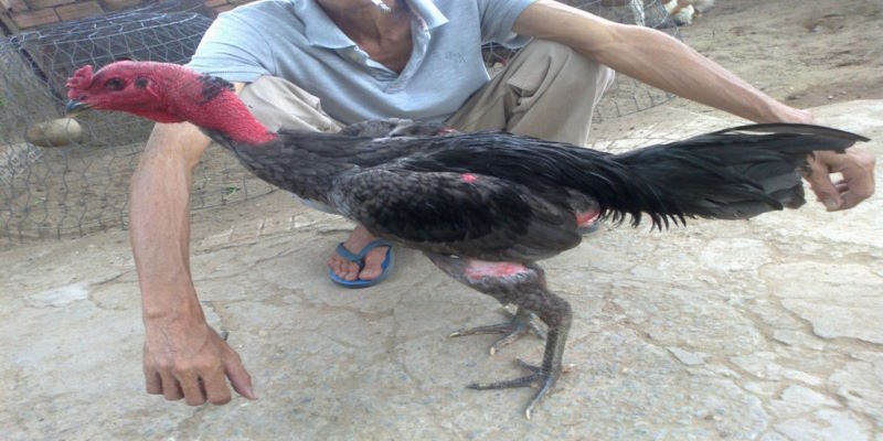 Gà Xám Là Gì? Thực Hư Câu Chuyện Chiến Kê Hùng Dũng 5 Màu chân của “đấu sĩ” là một trong những yếu tố quan trọng để sư kê chọn